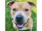 Adopt Donald a Pit Bull Terrier
