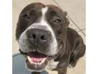 Adopt Burr a Pit Bull Terrier