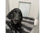 Adopt Scooter a Labrador Retriever, Hound