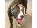 Adopt B. Wellington a Pit Bull Terrier