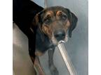 Adopt Buddy a Hound