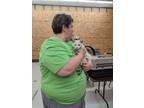 Adopt Yeller a Domestic Shorthair / Mixed (short coat) cat in Coshocton