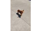 Adopt Yamir a Terrier