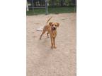 Adopt Scooby a Mixed Breed
