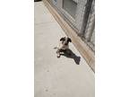 Adopt Rusty a Australian Cattle Dog / Blue Heeler