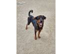 Adopt Kaiser a Shepherd
