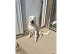 Adopt Charlie a Labrador Retriever