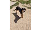 Adopt Milo a Australian Cattle Dog / Blue Heeler, Bernese Mountain Dog
