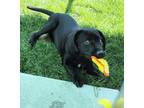 Adopt Messi 42353 a Labrador Retriever