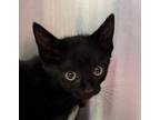 Adopt Oscar 42333 a Domestic Short Hair