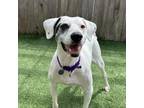 Adopt Spot a Retriever