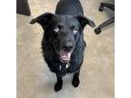 Adopt Irwin a Australian Shepherd