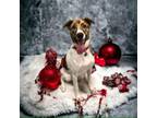 Adopt Zander a Australian Cattle Dog / Blue Heeler, Whippet