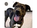 Adopt Bruce a Pit Bull Terrier