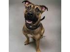 Adopt Stanley a Pit Bull Terrier, Shepherd