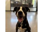 Adopt Cooper a Labrador Retriever, Hound