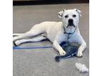 Adopt Travis a Retriever