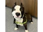 Adopt Buckley a American Staffordshire Terrier