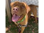 Adopt Jaz a American Staffordshire Terrier