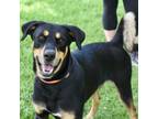 Adopt Salvador a Doberman Pinscher