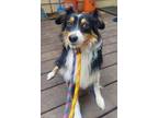 Adopt Big Mac a Australian Shepherd