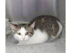 Adopt Pickle a Domestic Short Hair