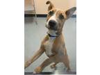 Adopt Rocco a Terrier, Mixed Breed