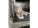 Adopt Windsor a Domestic Short Hair
