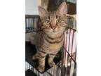 Adopt Bandit a Domestic Short Hair