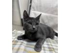 Adopt Greyson a Domestic Short Hair