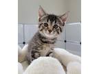 Adopt Finch a Domestic Short Hair
