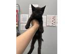 Adopt Adios a Domestic Short Hair