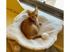Adopt Goldfish a Domestic Short Hair