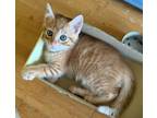 Adopt Velveeta a Domestic Short Hair