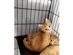 Adopt Cheeto a Domestic Short Hair