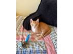 Adopt Cheddar a Domestic Short Hair
