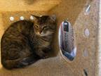 Adopt Working Cat: Trapper Schnoodle a Domestic Medium Hair