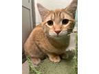 Adopt Warner a Domestic Short Hair