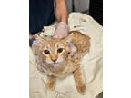 Adopt Kenji a Manx, Domestic Short Hair