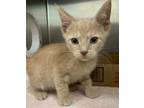 Adopt Boom Box a Domestic Short Hair