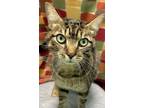 Adopt Barracuda a Domestic Short Hair