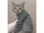 Adopt Seaweed a Domestic Short Hair