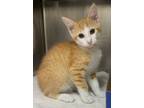 Adopt Rock a Domestic Short Hair