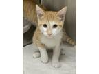 Adopt Ghost a Domestic Short Hair
