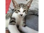 Adopt Gus a Domestic Short Hair