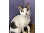 Adopt Skater a Domestic Short Hair