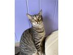 Adopt Scooter a Domestic Short Hair