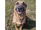 Adopt Sully a Shepherd