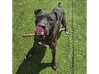 Adopt Forrest a Boxer