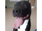 Adopt Scrappy a Pit Bull Terrier